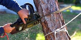 How Our Tree Care Process Works  in Lockwood, MO